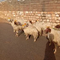 ۵ راس میش و بره داشتی