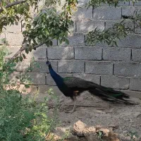 طاووس نر مولد