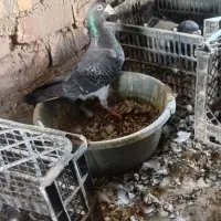 کفتر فروشی نرماده سبز با ماده زاغ نوک سفید پرشی|پرنده|صابری, |دیوار