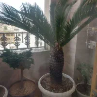 سیکاس چندین ساله