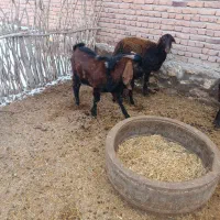 بزغاله نر|حیوانات مزرعه|چهاربرج, |دیوار