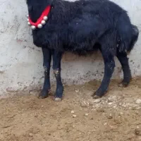 بره قوچ سر سفید|حیوانات مزرعه|باروق, |دیوار