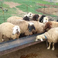 فروش هفده راس میش