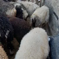 ۴۸بره پروارکم دنبه|حیوانات مزرعه|حمیل, |دیوار