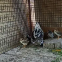 تخم مرغ نطفه دار گلین|پرنده|یزد, |دیوار