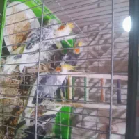 عروس هلندی