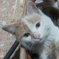 گمشده در پارک بعثت شیراز گربه دم کوتاه|حیوانات|شیراز, کوی زهرا|دیوار