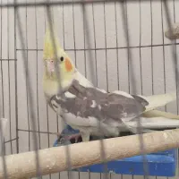 عروس هلندی نسکافه ای