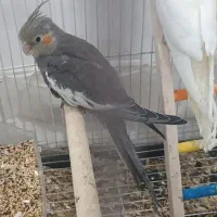 عروس هلندی بالغ