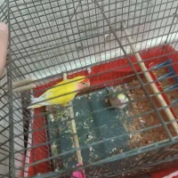 طوطی برزیلی|پرنده|بروجرد, |دیوار