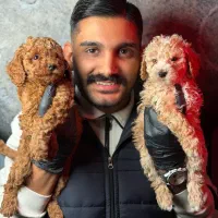 پودل عروسکی (پودل استار )