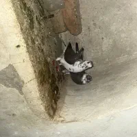 یک جفت حیون پرشی تضمین فروش