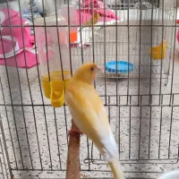 جوجه ردفاکتور