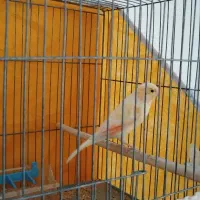 قناری نر شور|پرنده|یزد, |دیوار