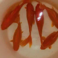 ماهی قرمز بزرگ