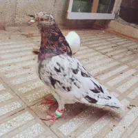 یک جفت کفتر هفترنگ