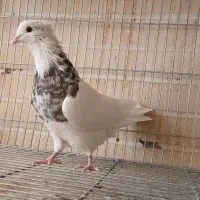 کبوترطوقی زیبا|پرنده|فولادشهر, مسکن مهر فولادشهر|دیوار