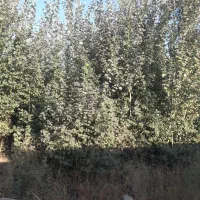زمین کشاورزی بر آسفالت|فروش زمین و ملک کلنگی|نوشین شهر, |دیوار