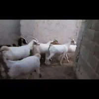 فروش ۱۰ تا بز بربری  ۴تا کهره دار ۶تا آبستن نزدیک