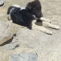 توله قدرجونی