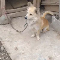 سگ پاکوتاه گوش‌تیز