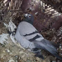 کبوتر پلاک اصل|پرنده|یاسوج, |دیوار