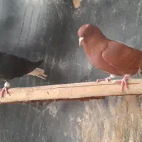 ۱۰۰۰۰۰۰|پرنده|سوسنگرد, |دیوار