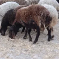 بره قزل افشار