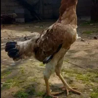 مرغ لاری