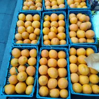 پرتقال تامسون درجه یک