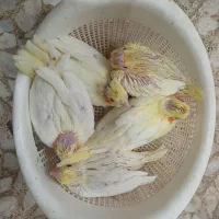 فروش جوجه سرلاکی عروس