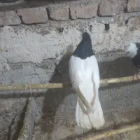 کبوتررنگی|پرنده|شال, |دیوار