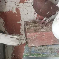 کفتر سفید چشم زرد