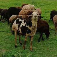 قو چ بروجردی مخصوص تخمیگ 45