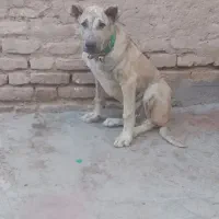 سگ جنس دار|سگ|تایباد, |دیوار