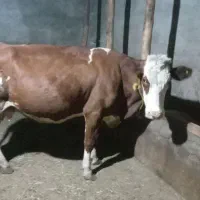 گاو شرابی  ۷ ماه آبستن
