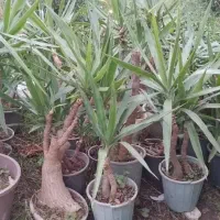 یوکا بنسای|گل و گیاه طبیعی|لاهیجان, آهندان|دیوار