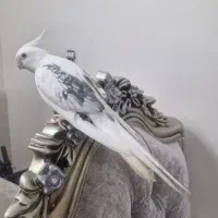 عروس هلندی مولد