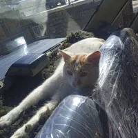 گربە گمشدە|حیوانات|مریوان, |دیوار