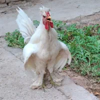 خروس سلطان 7 ماهه