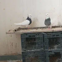 جفت طوقی|پرنده|بهبهان, |دیوار