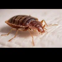 سم پاشی حشرات و موش و ..تضمینی و تخصصی|خدمات نظافت|کرمان, |دیوار