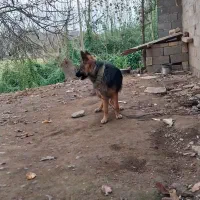 حیوانات|سگ|تولم شهر, |دیوار