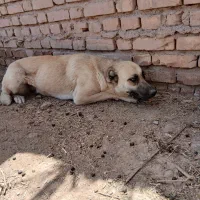 سگ گله|سگ|آرادان, |دیوار