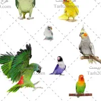 قبول سرپرستی انواع طوطی