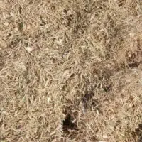 کاه لوبیا چیتی