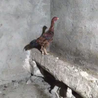 جوجه خروس لاری