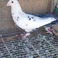 کفتر جفتگاه