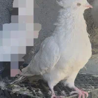 کبوتر نقش و رنگی|پرنده|فولادشهر, فولادشهر|دیوار