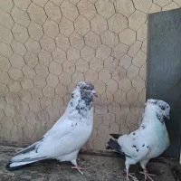 کبوتر|پرنده|باقرشهر, |دیوار
